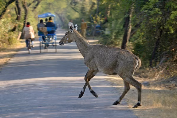 Bicycle tour in Rajasthan
